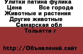 Улитки патина фулика › Цена ­ 10 - Все города Животные и растения » Другие животные   . Самарская обл.,Тольятти г.